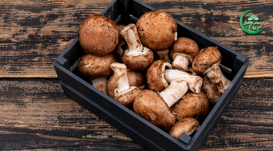 benefits of magic mushrooms
