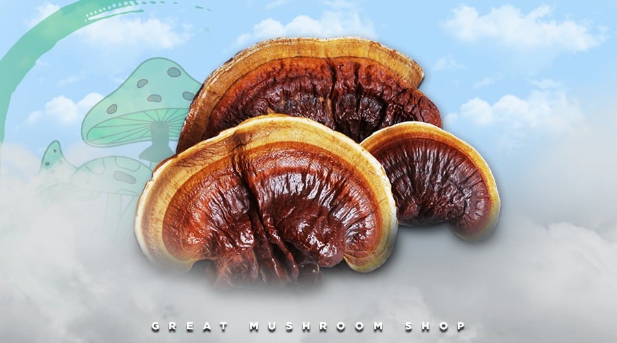 Reishi