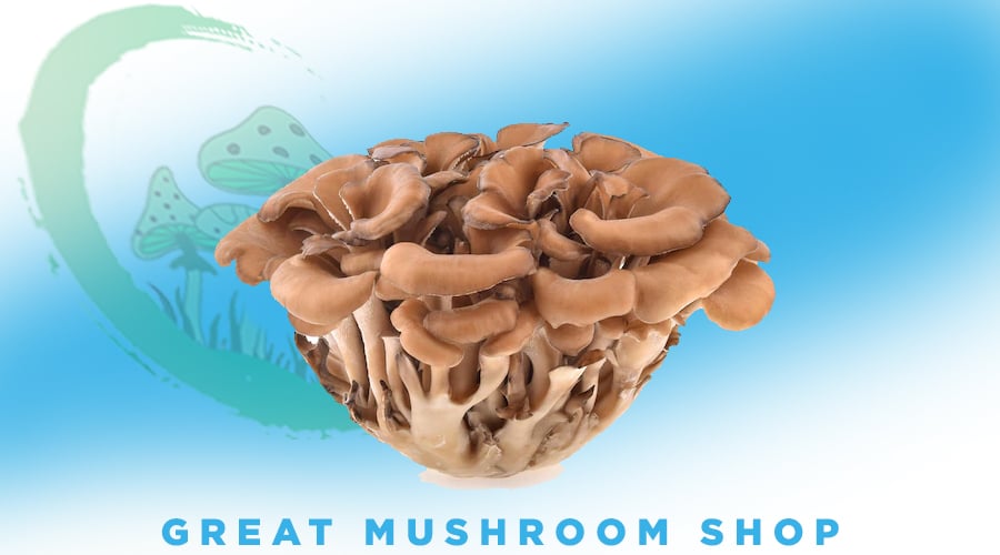 Maitake (Grifola frondosa)