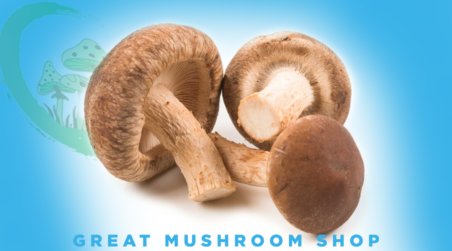 How Mushroom Extracts Support  Immune System-Shiitake (Lentinula edodes)