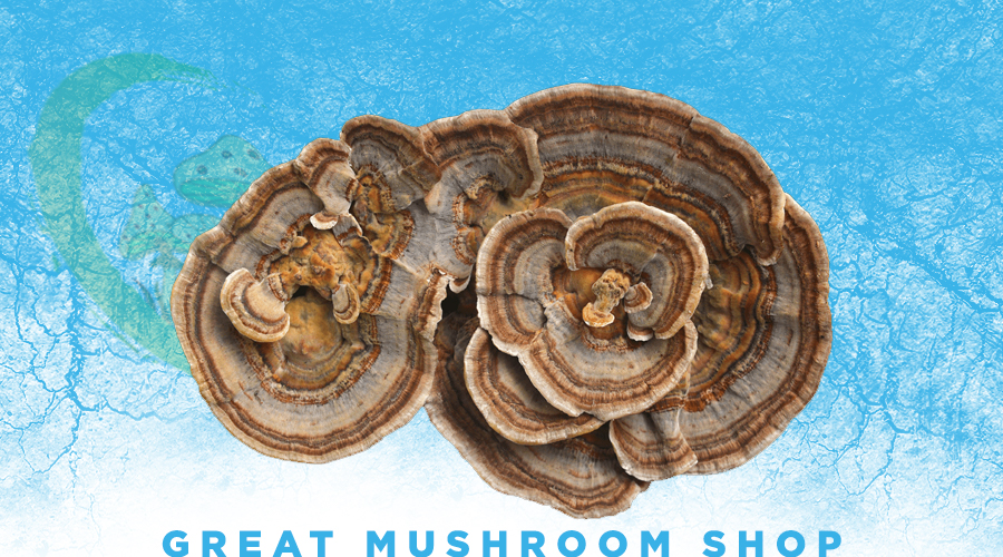 How Mushroom Extracts Support Immune System - Turkey Tail (Trametes versicolor)