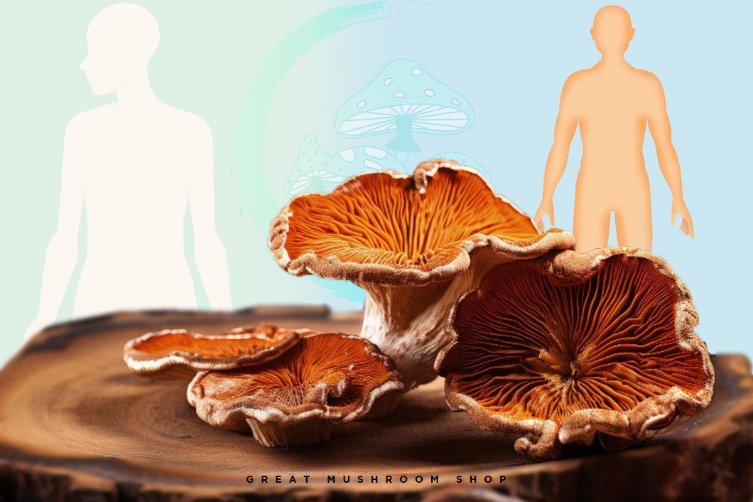 What Does Reishi Do for The body?