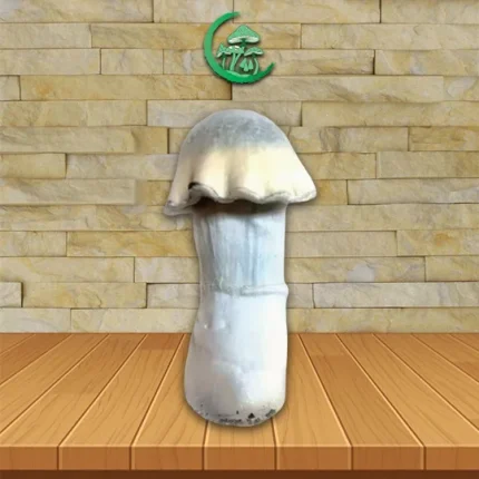 Ghost SporesMD Mushroom Spore_mushroom