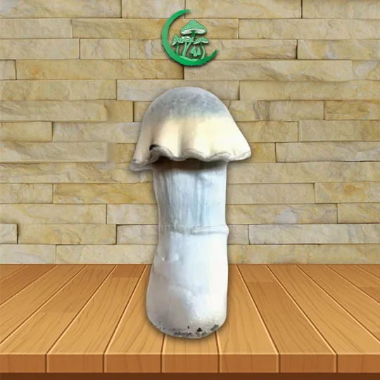 Ghost SporesMD Mushroom Spore_mushroom