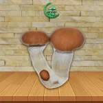 Malabar Spores
