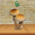 Mazatapec SporesMD Mushroom Spore_mushroom