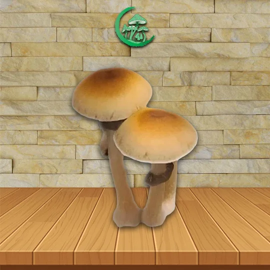 Mazatapec_Spores_MD_Mushroom_Spore_mushroom_Great_Mushroom_shop Mazatapec SporesMD Mushroom Spore_mushroom