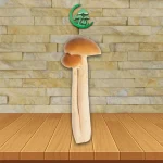 SporesMD Oak Ridge Spores Syringe – 10ml - Image 2